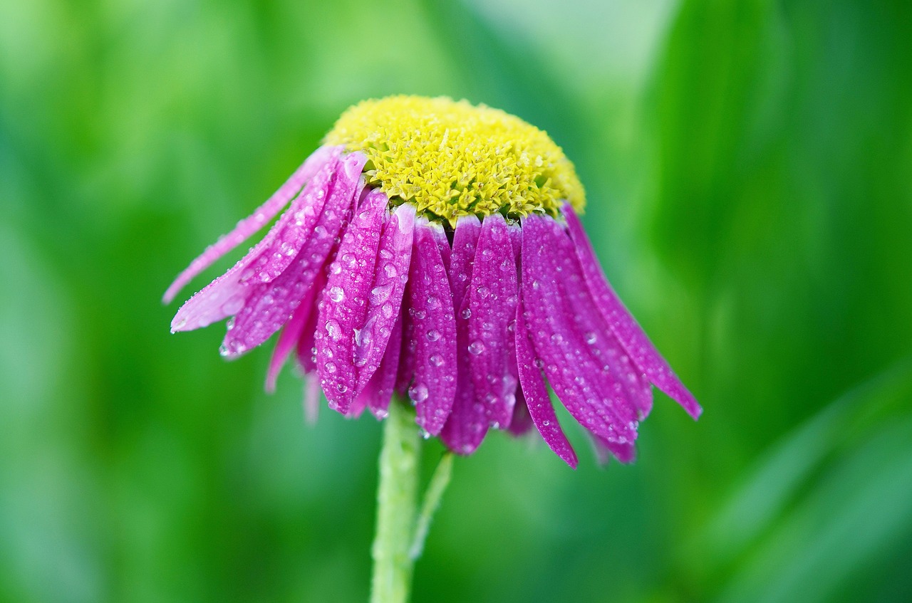 flower pink summer free photo