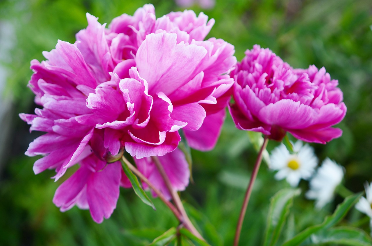 flower pink summer free photo