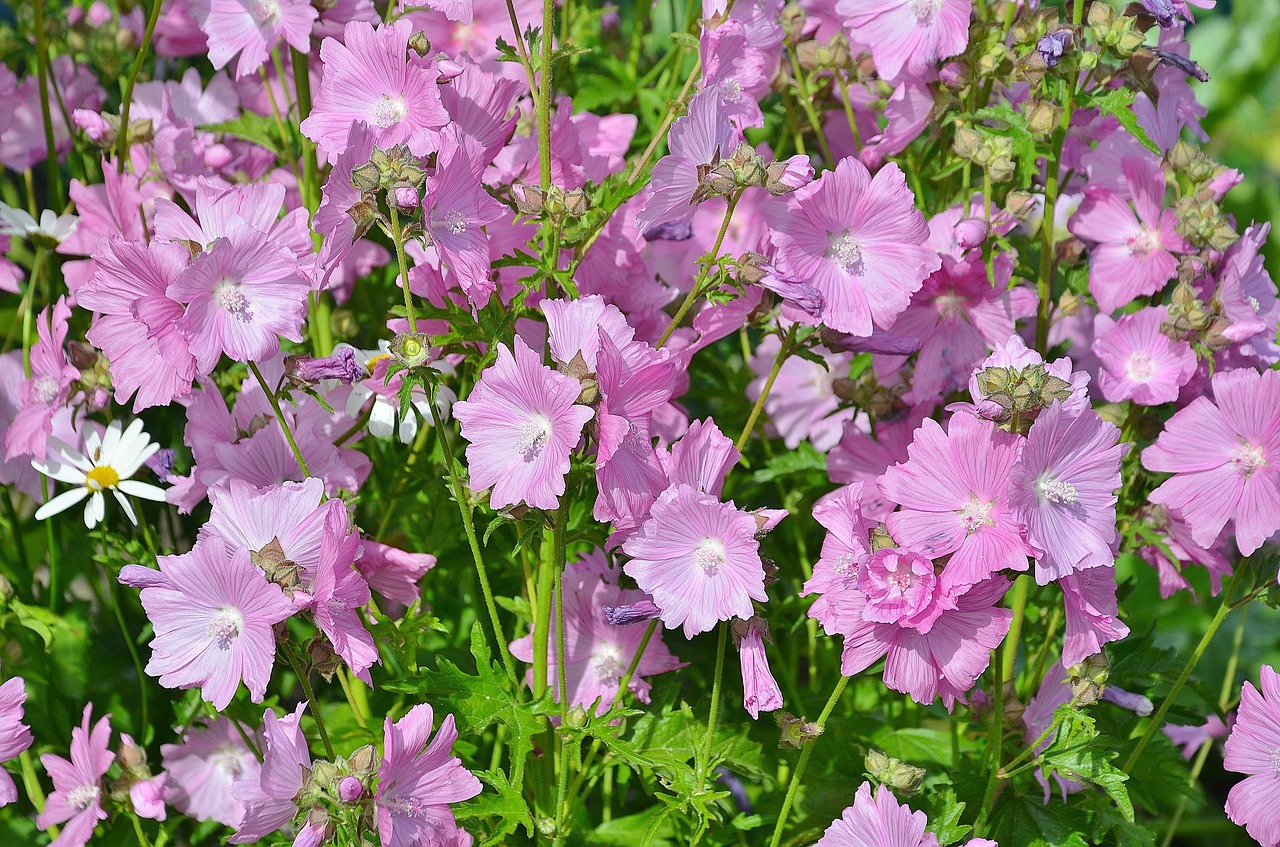 flower petunia pink free photo