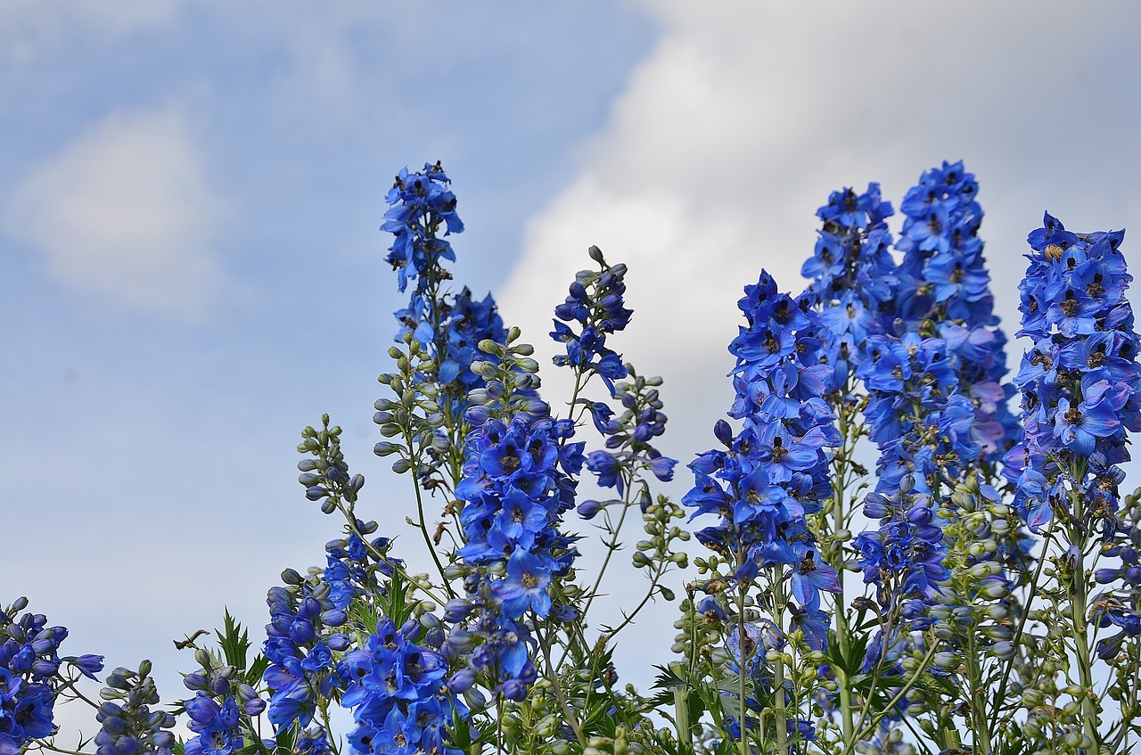 flower blue summer free photo