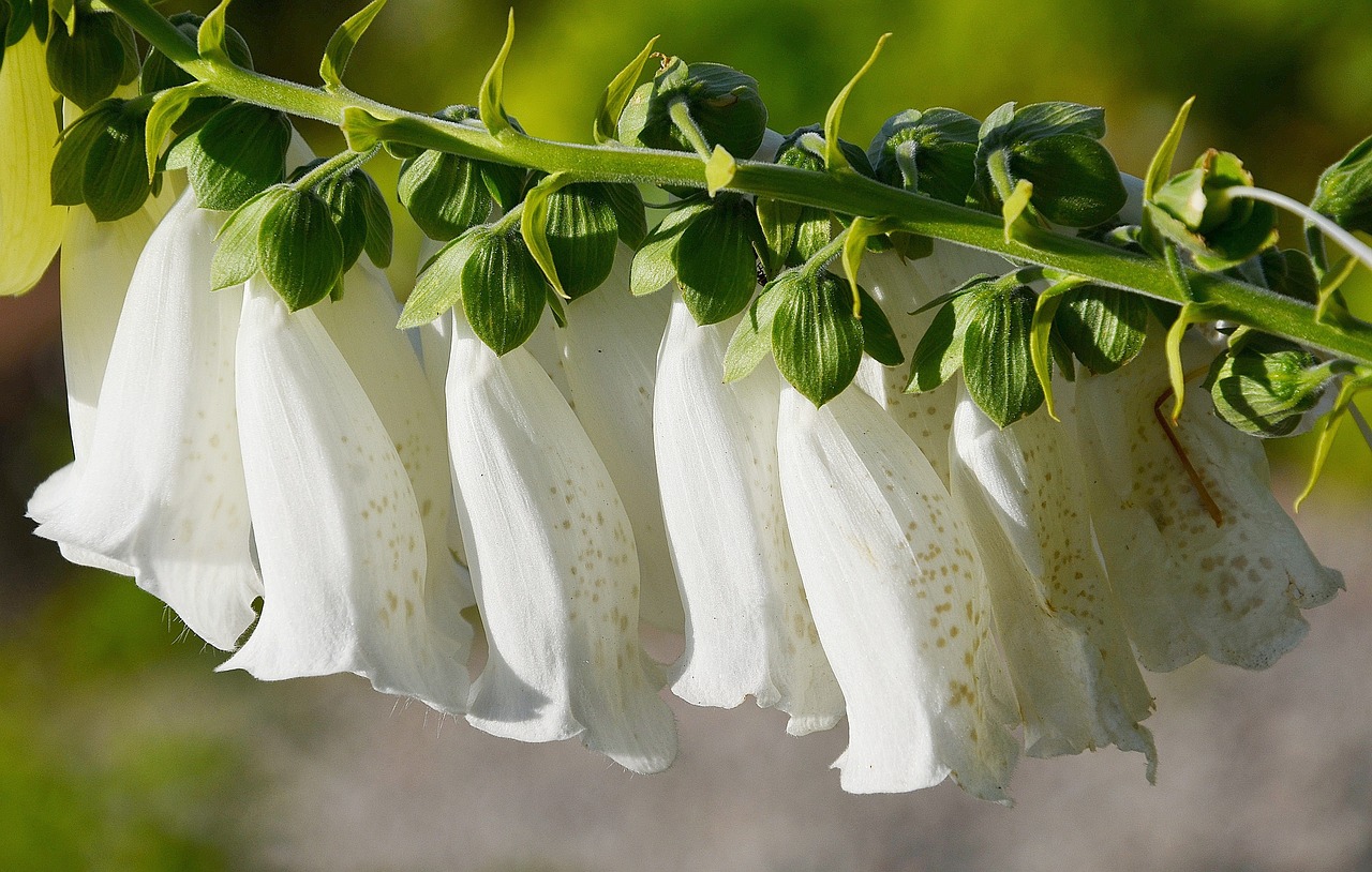 flower white green free photo