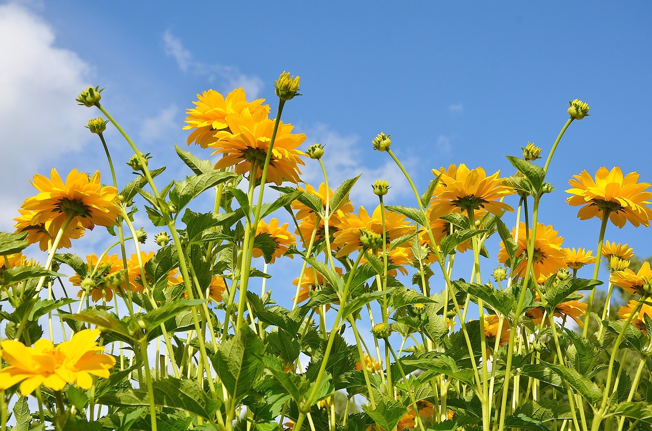 flower yellow green free photo