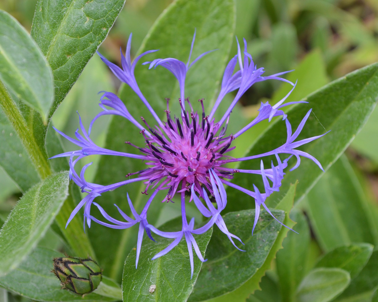 flower blue purple free photo