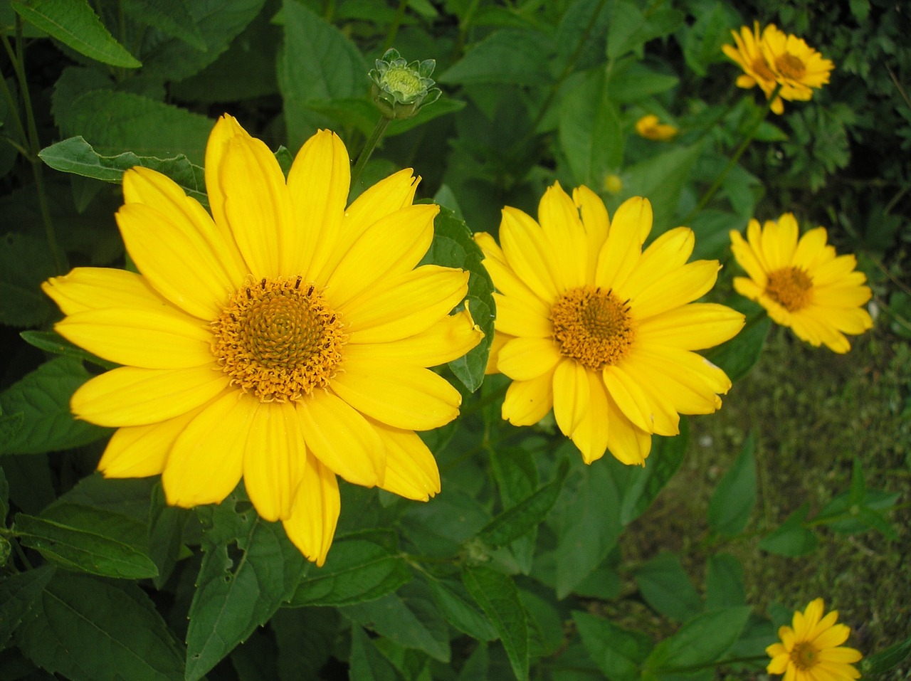 flower blooms at yellow free photo