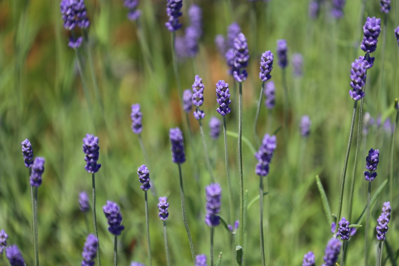 flower lavender flower meadow free photo