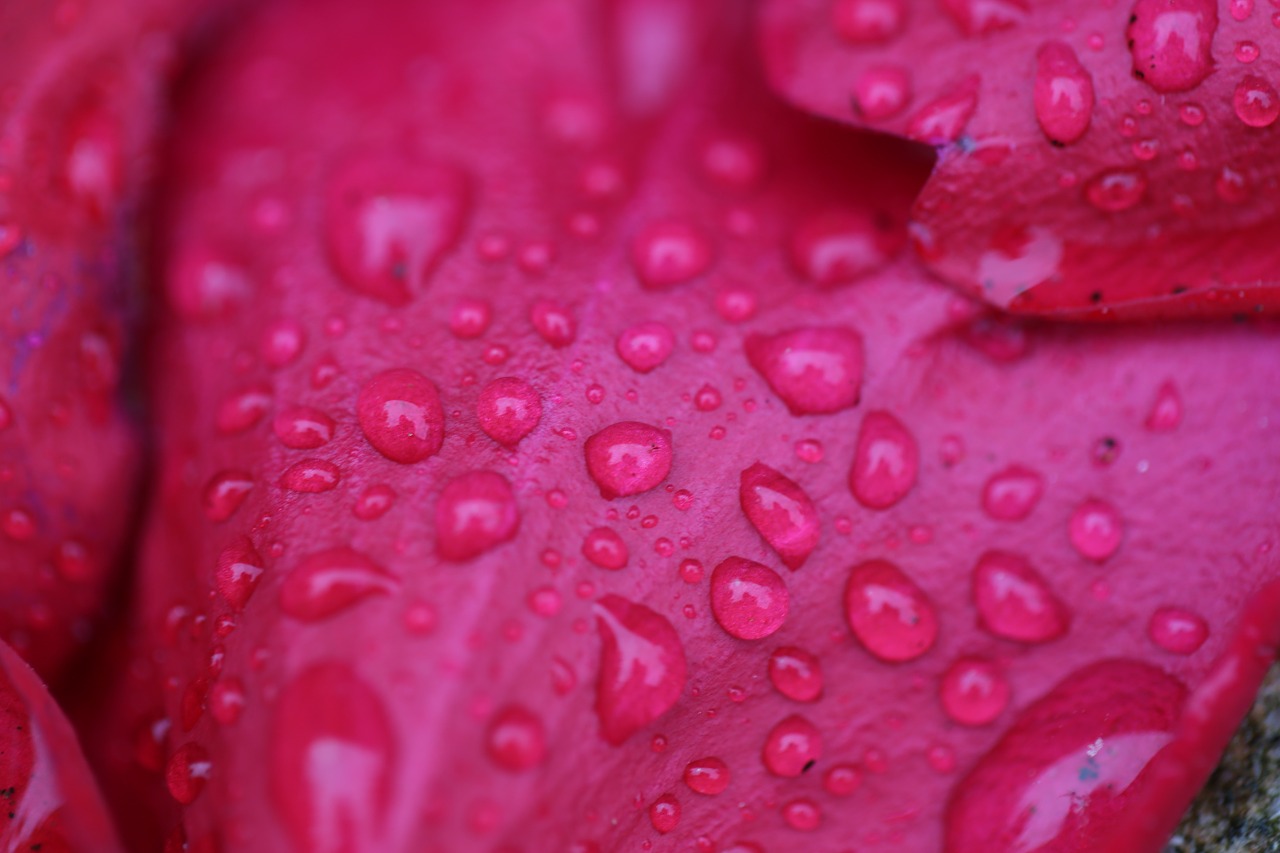 flower rosenblatt drip free photo