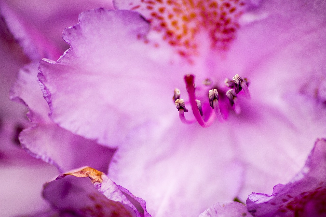 flower macro close up free photo