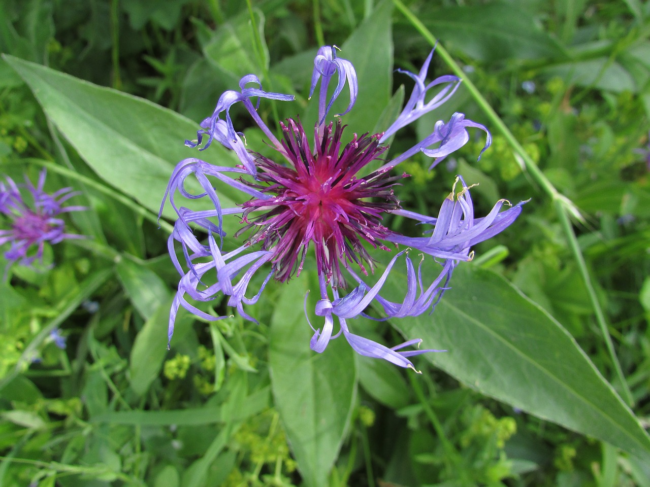 flower colorful alpine free photo