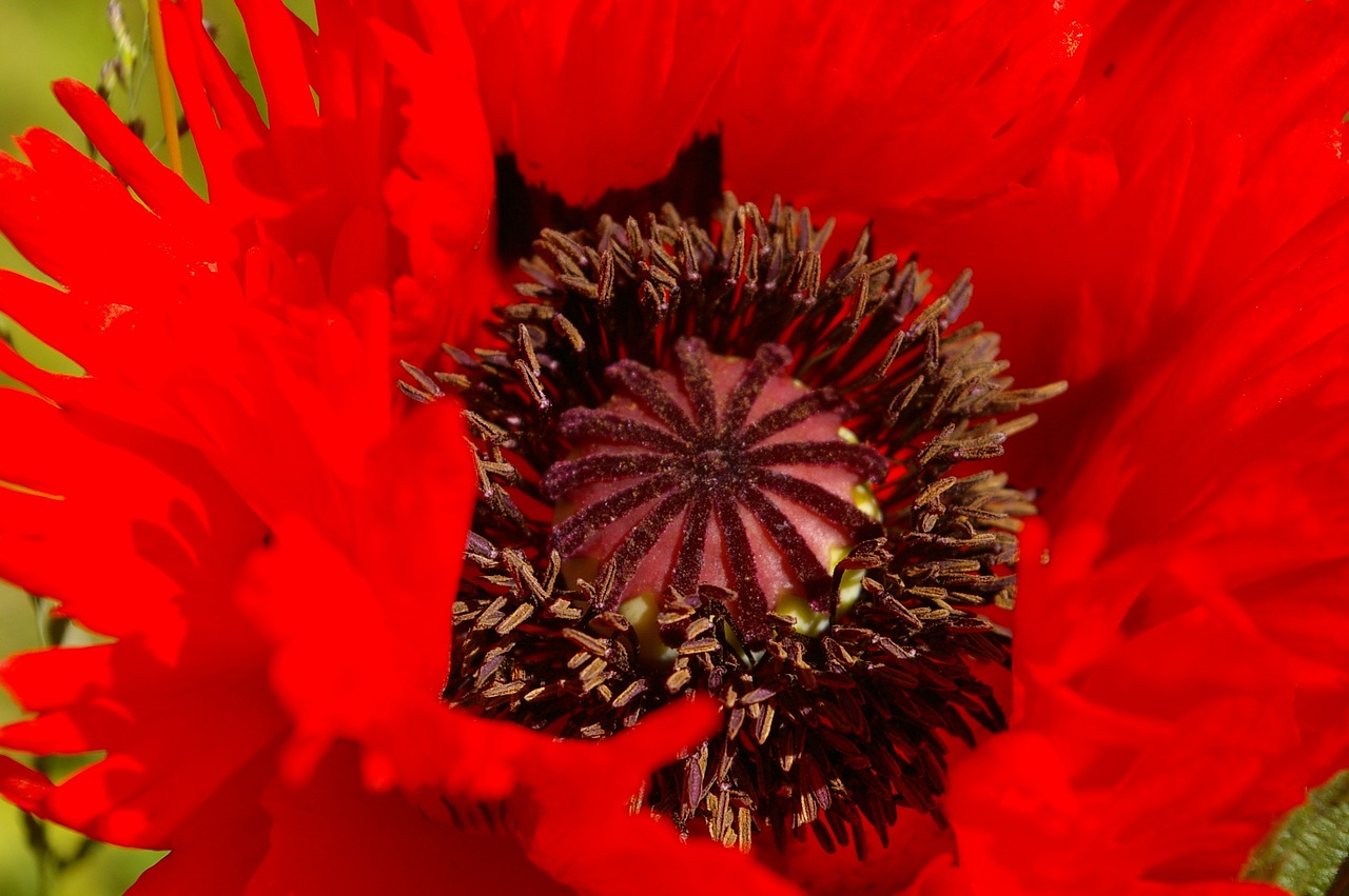 blossom bloom klatschmohn free photo