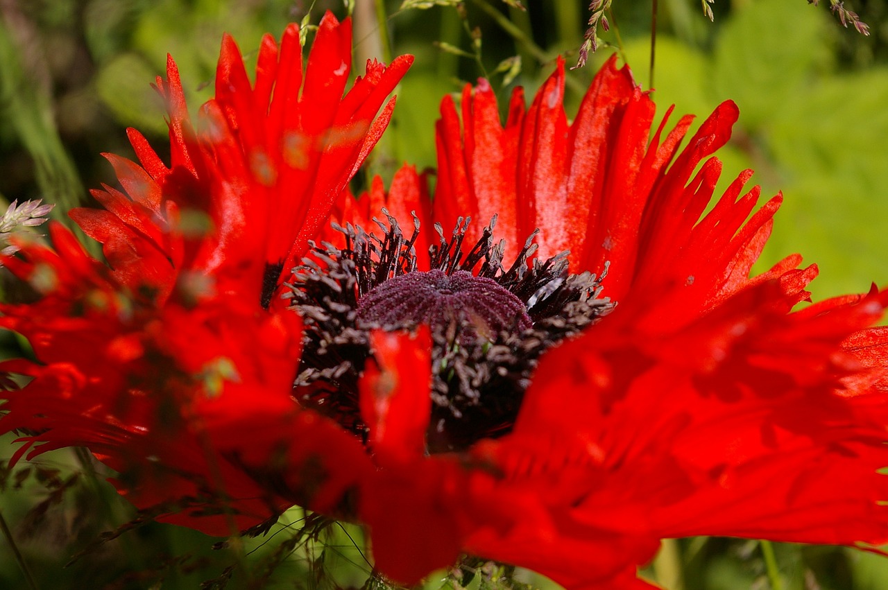 blossom bloom klatschmohn free photo