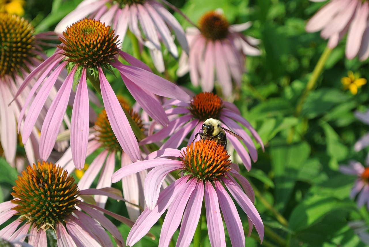 flower nature purple free photo