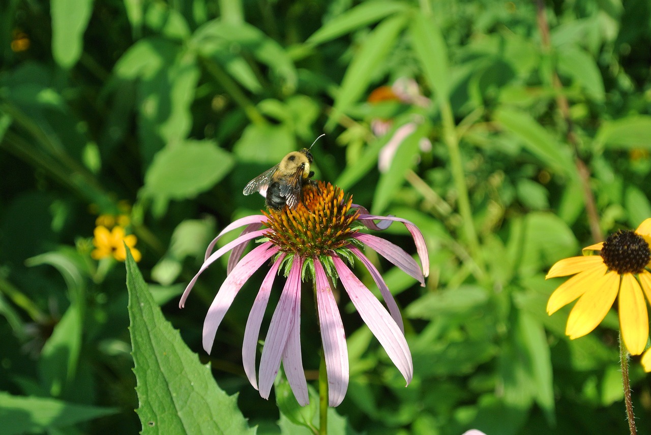 flower nature purple free photo