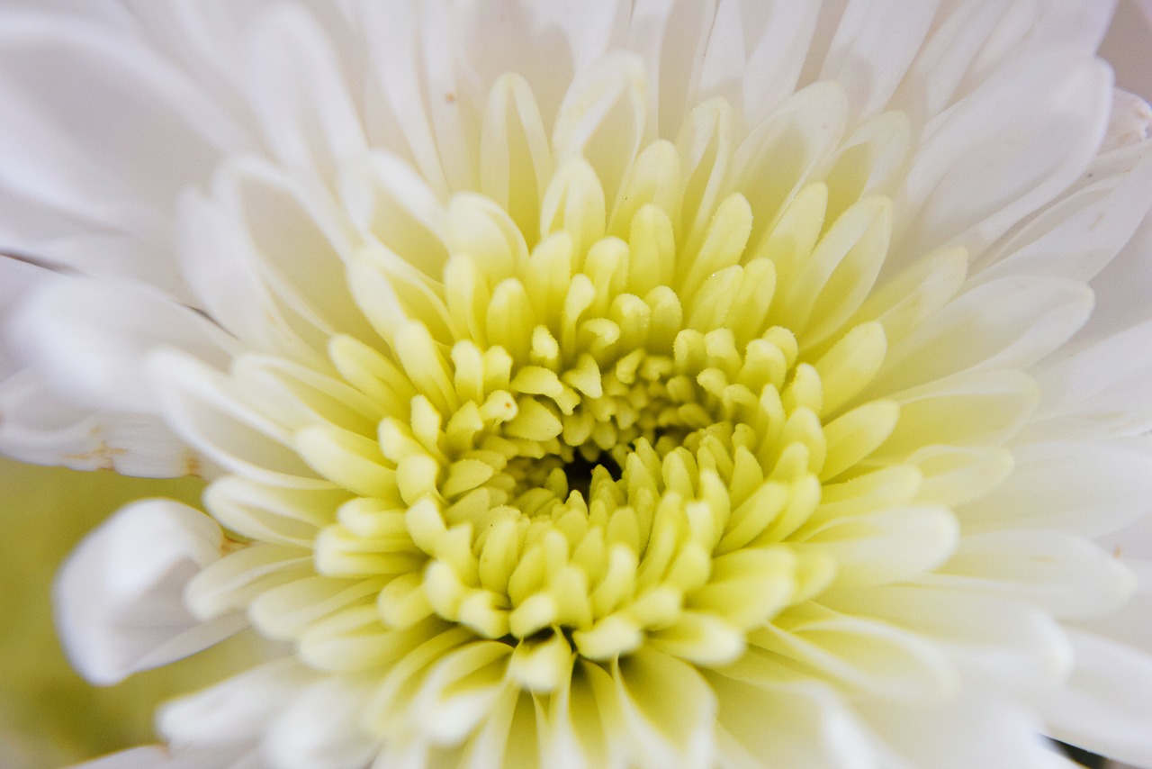 flower white yellow free photo