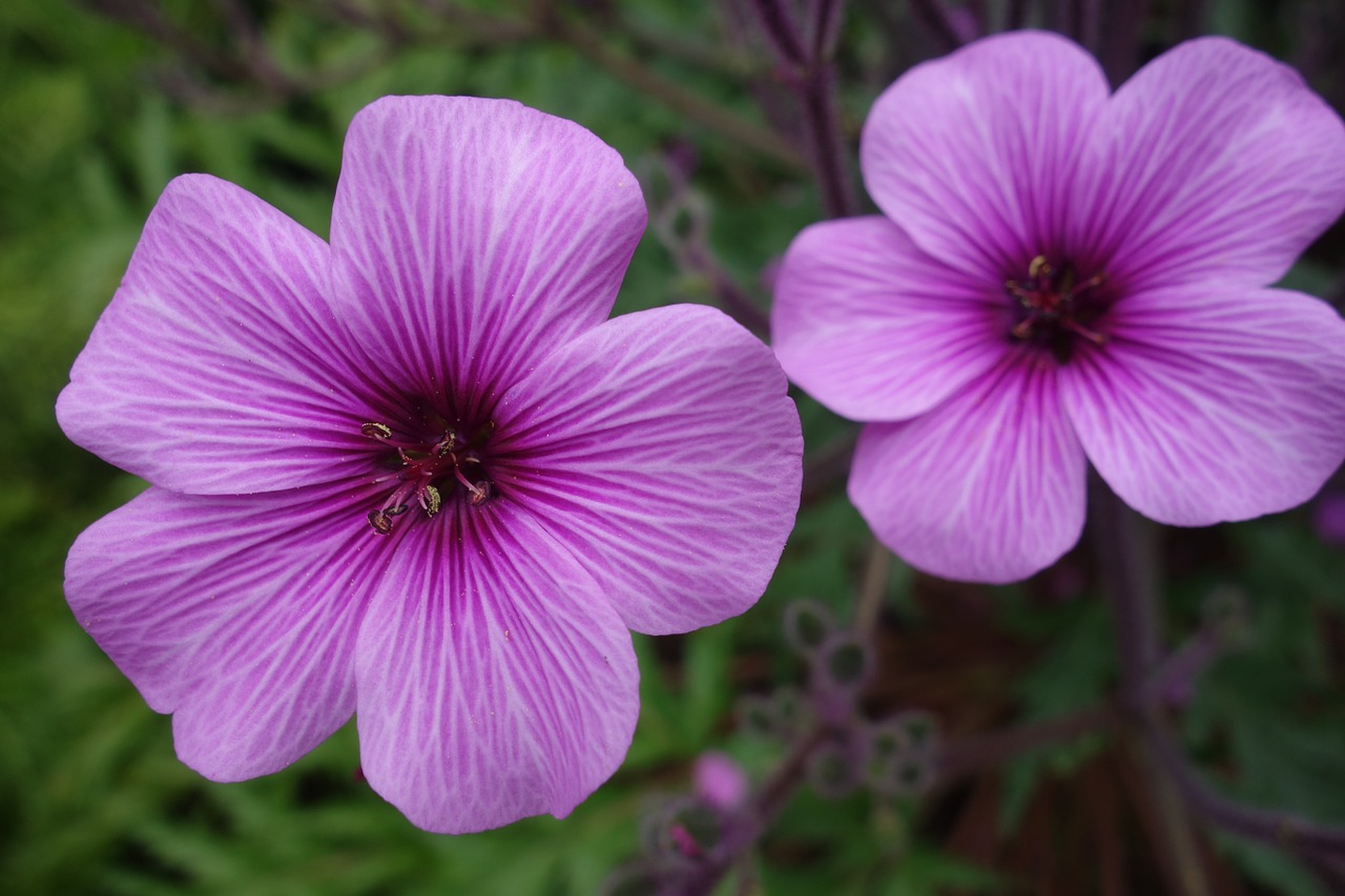 flower macro close free photo