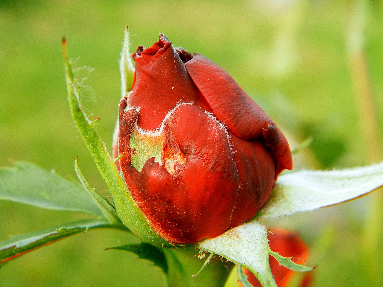 flower spring rose free photo