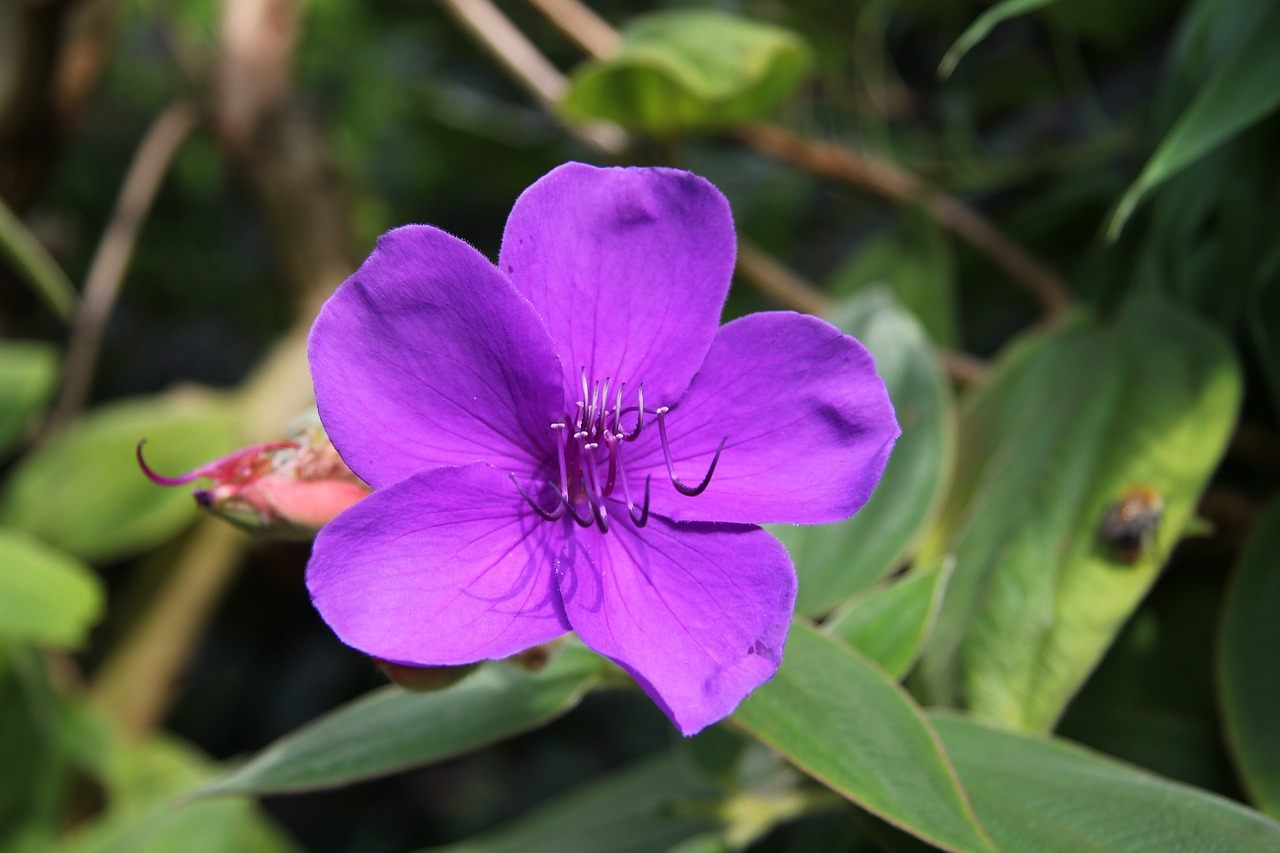 flower purple plant free photo