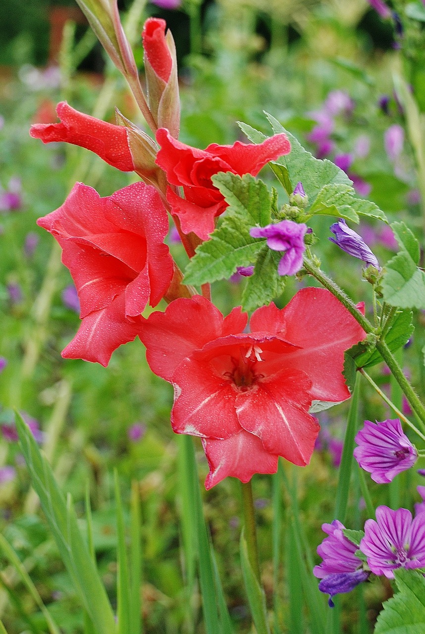 flower green nature free photo