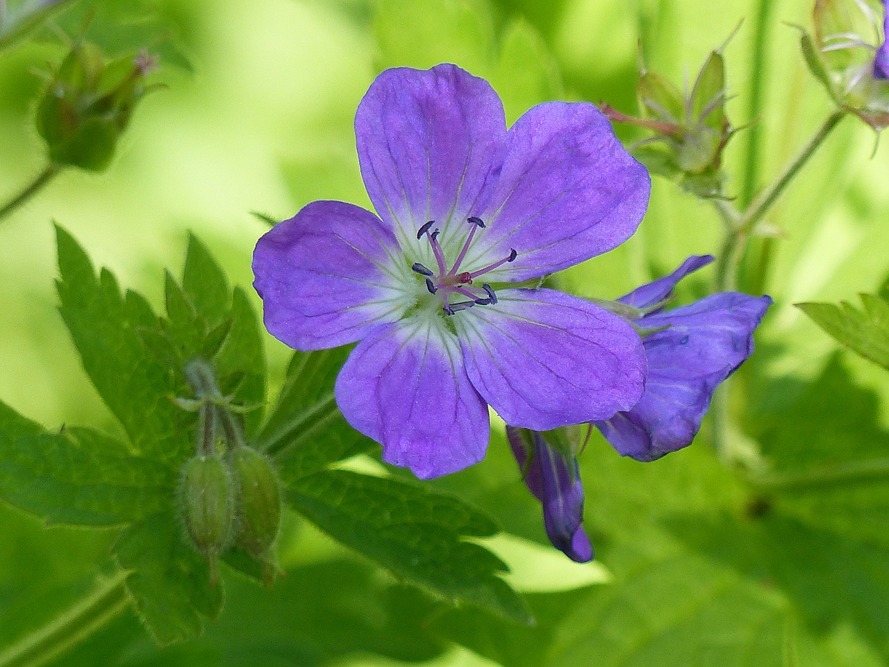 flower blue summer free photo