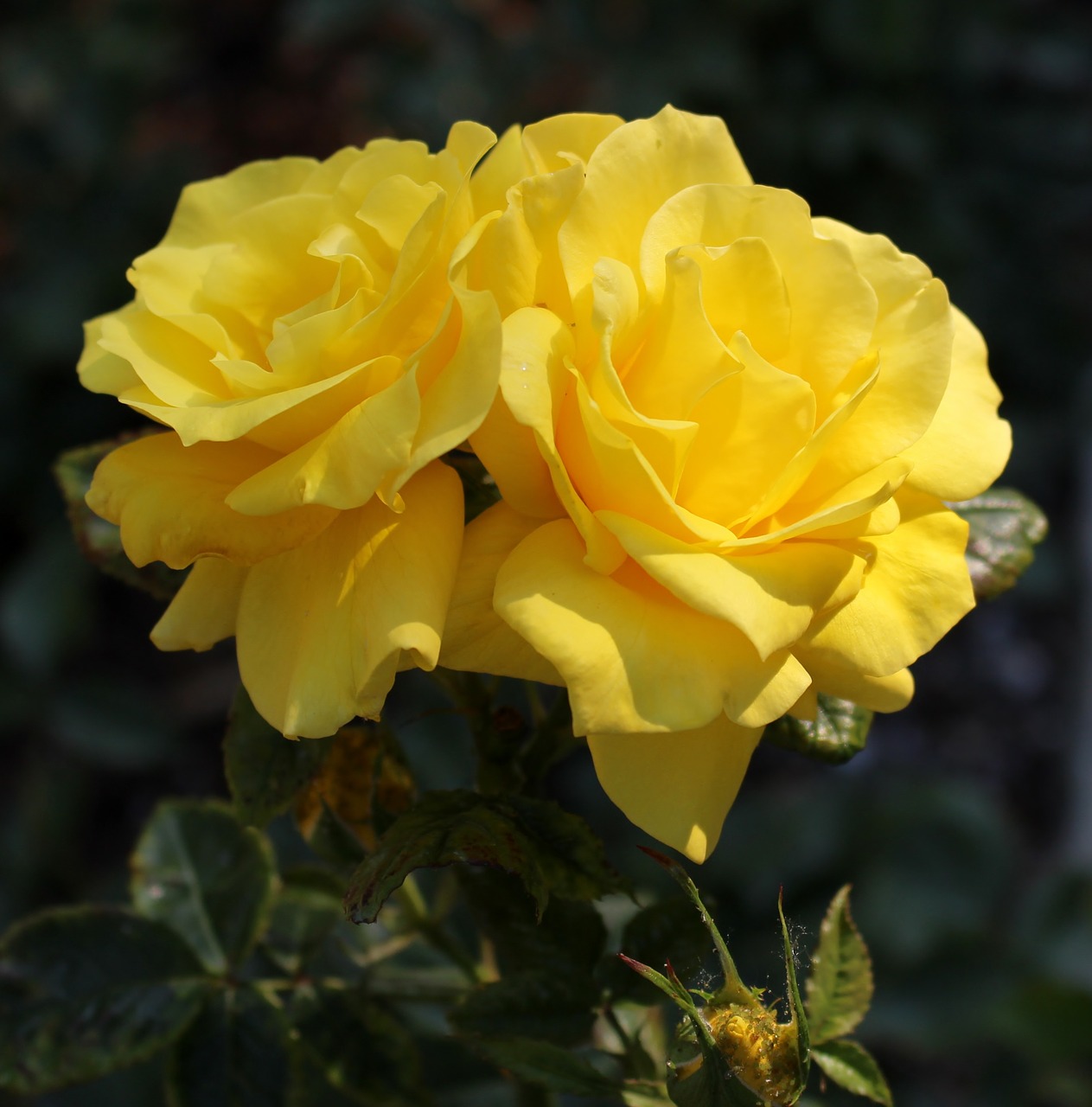 flower rose yellow free photo