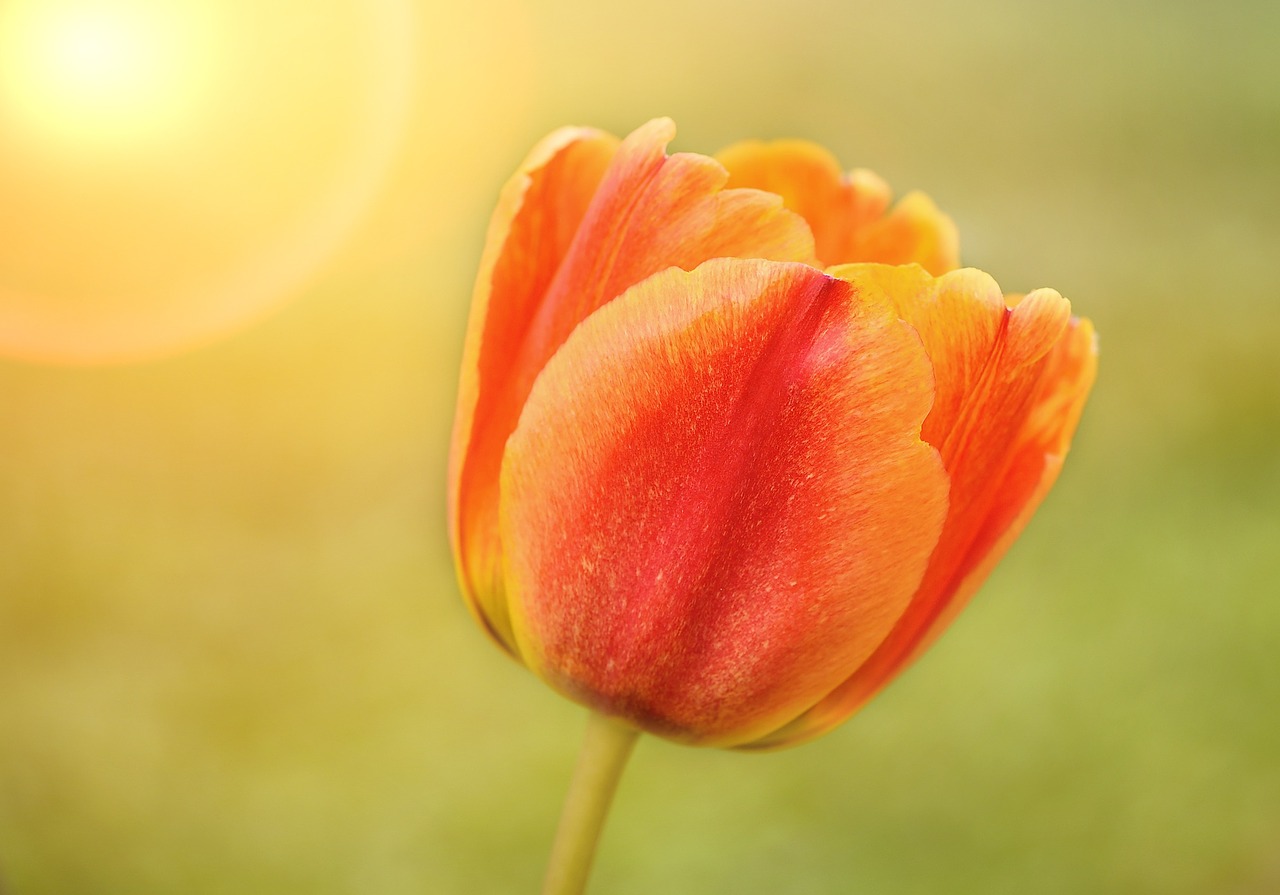 flower tulip blossom free photo