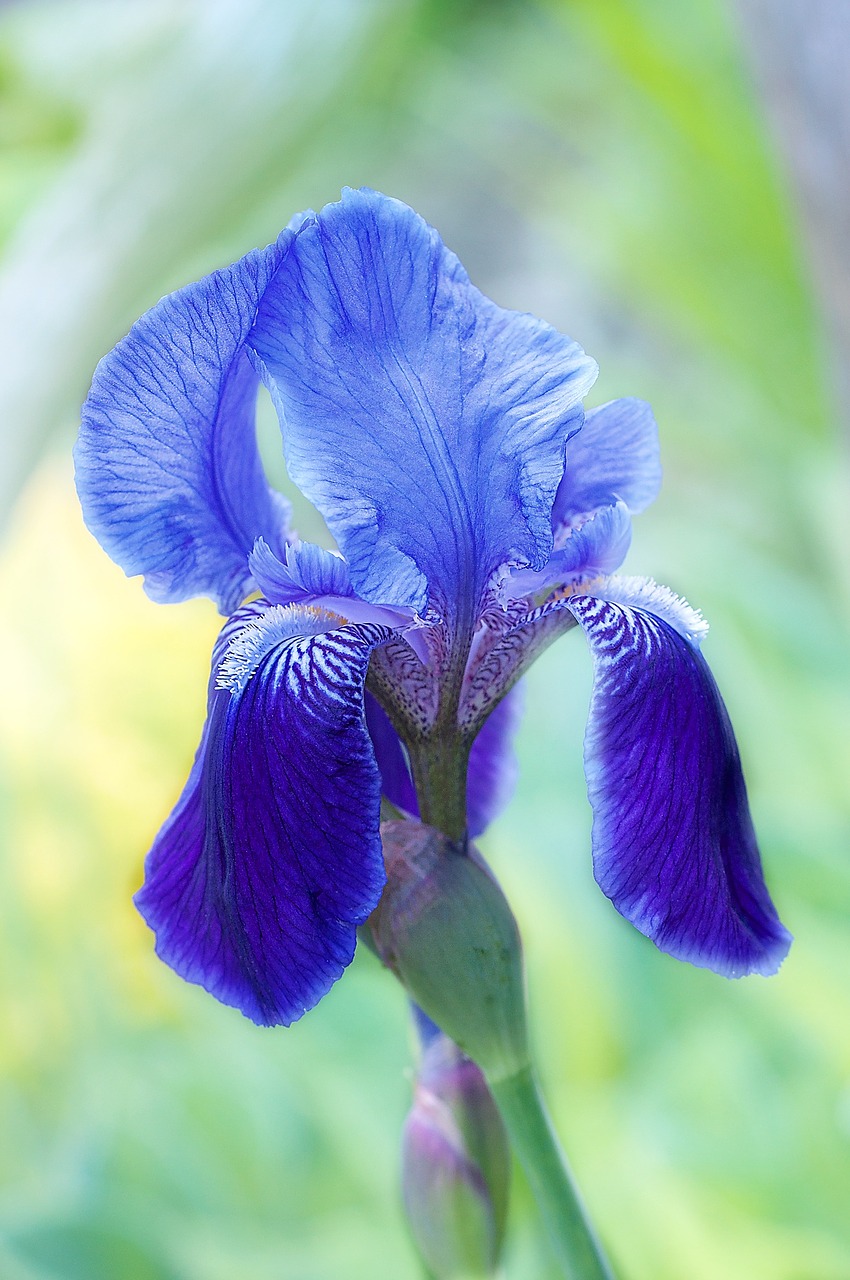 flower blossom bloom free photo