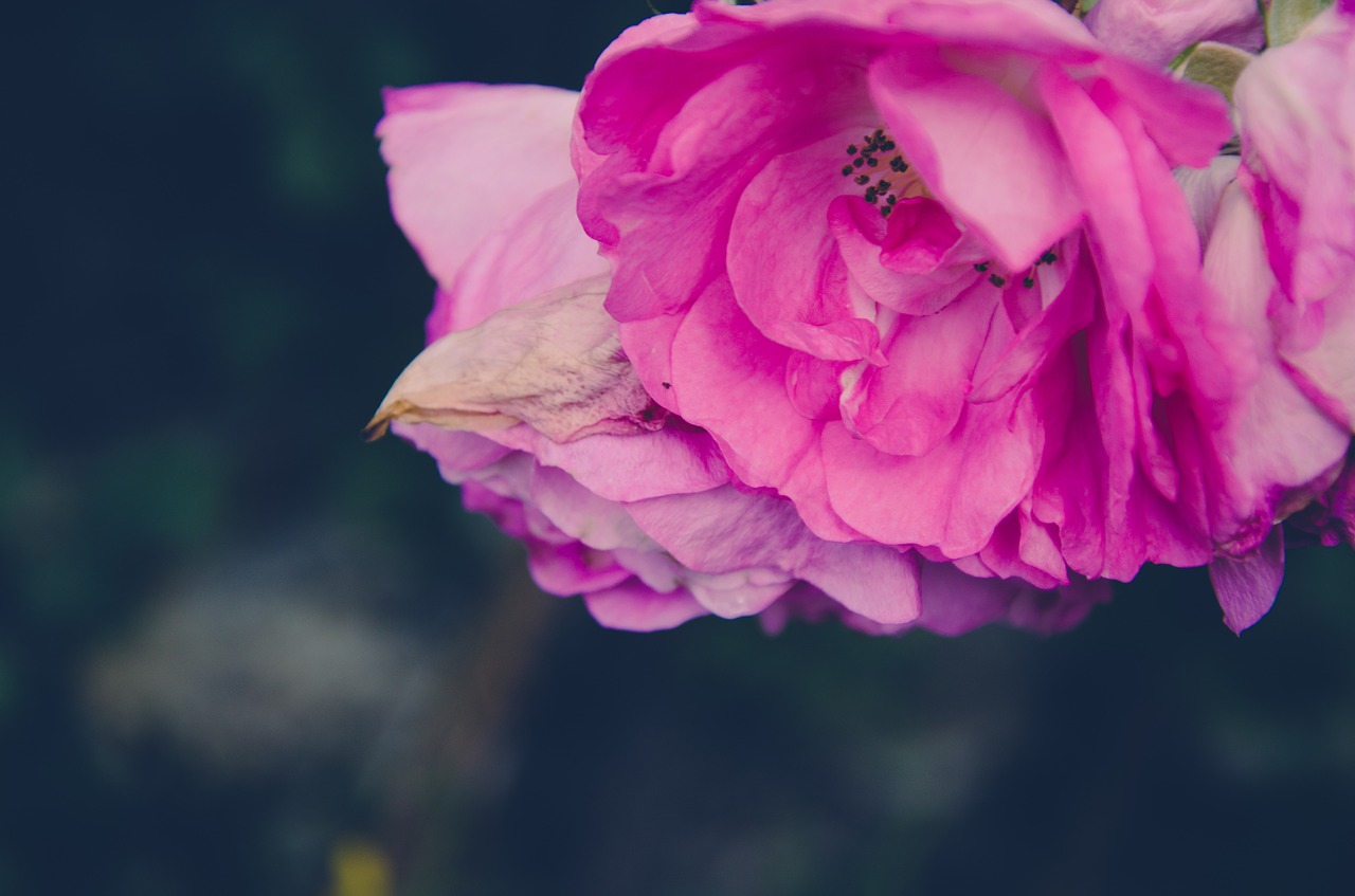 flower rose wedding free photo