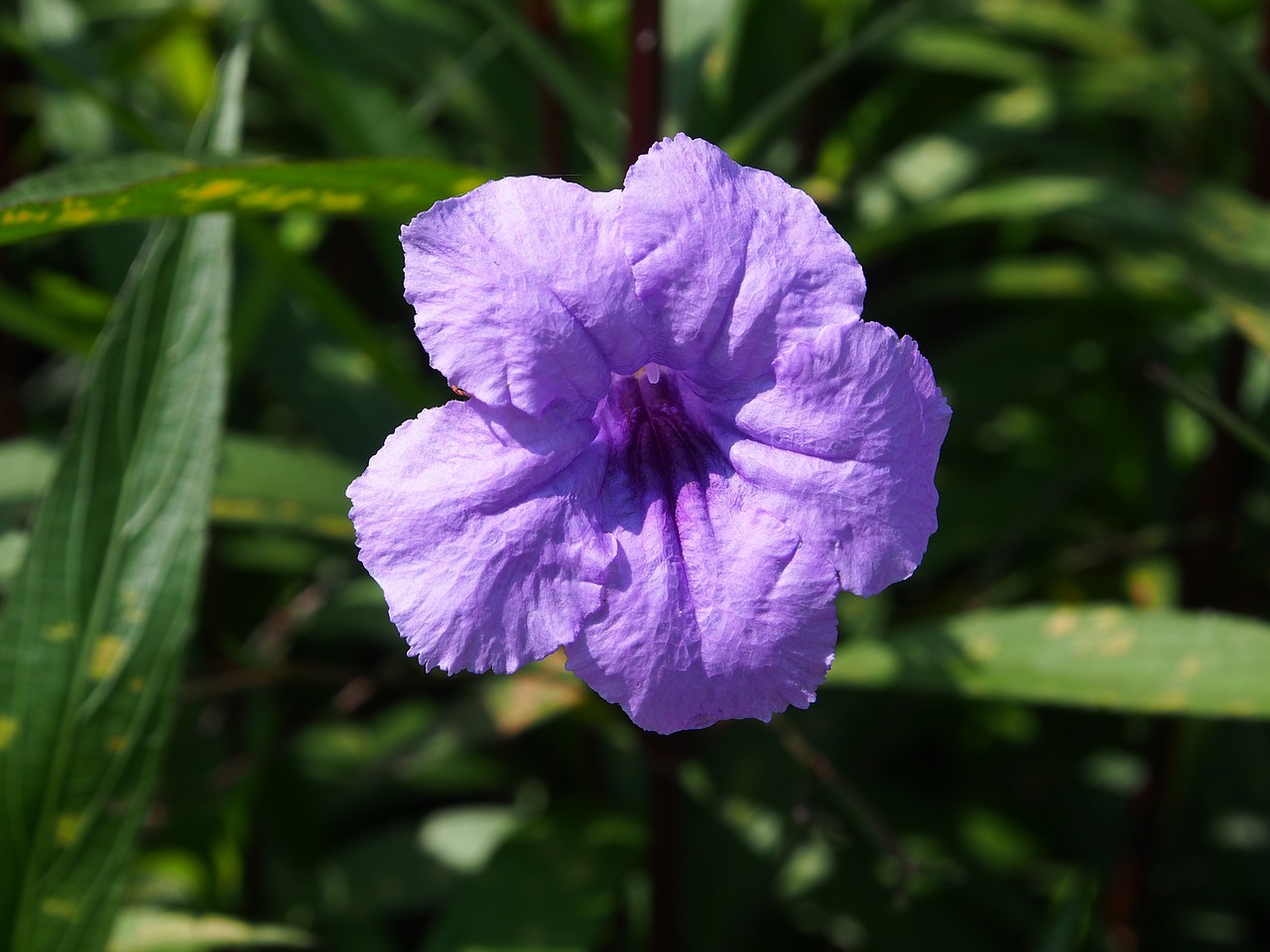 flower purple yonghe free photo