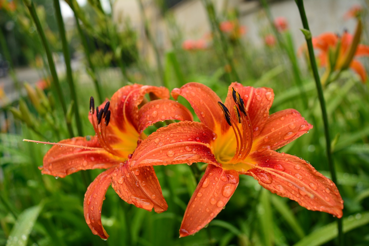 flower orange rain free photo