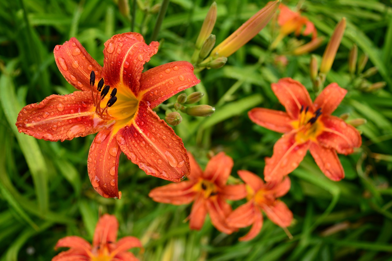 flower orange rain free photo