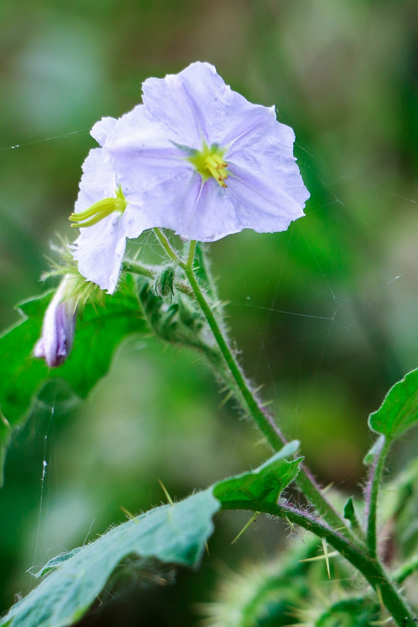 flower green nature free photo