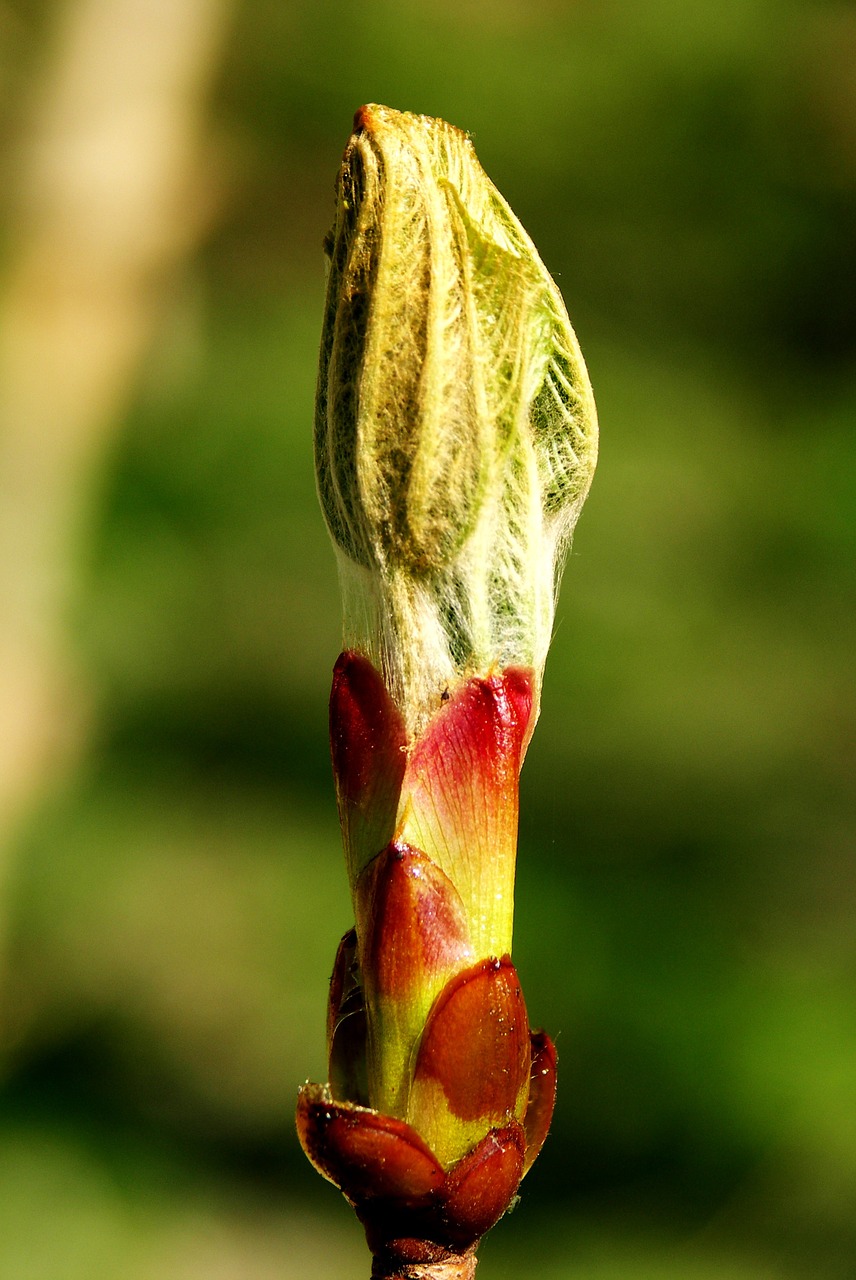 blossom bloom bud free photo