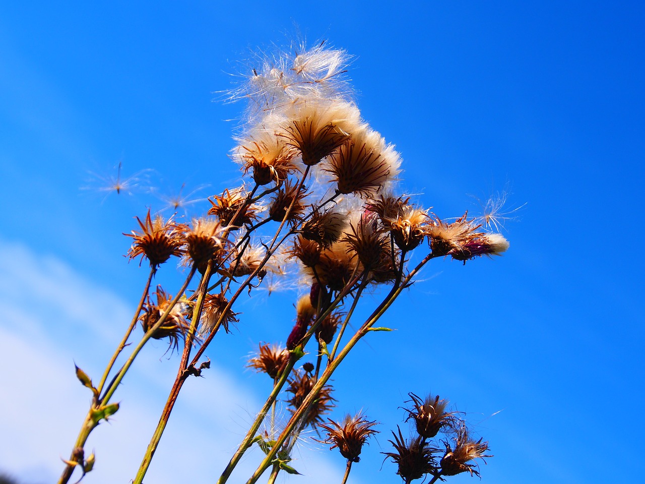 Flower,dry,spores,autumn,sky - free image from needpix.com