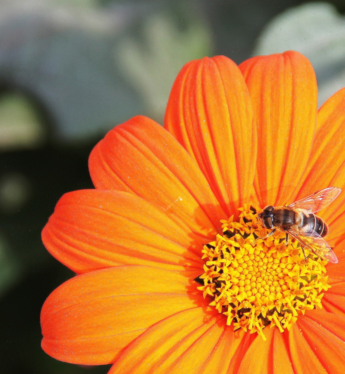 flower insect orange free photo