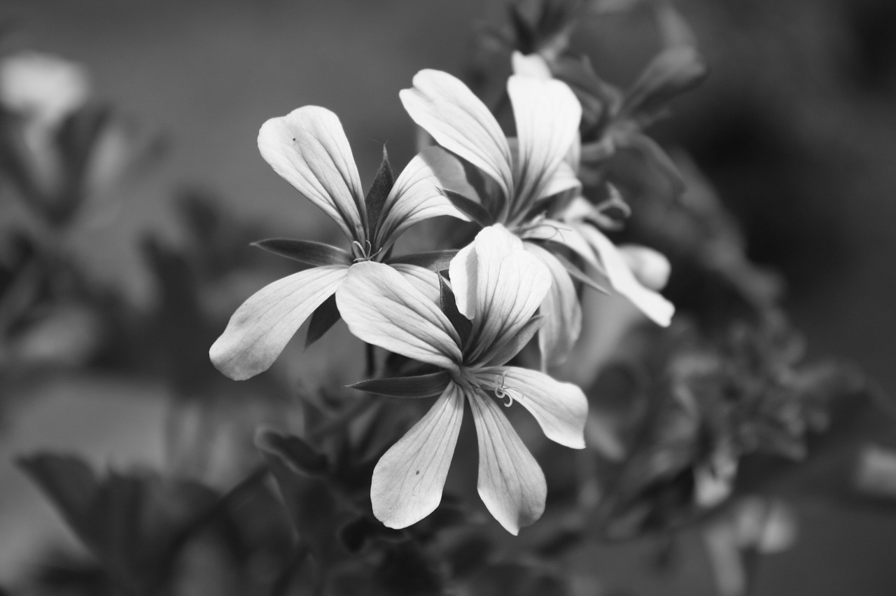 flower macro blossom free photo