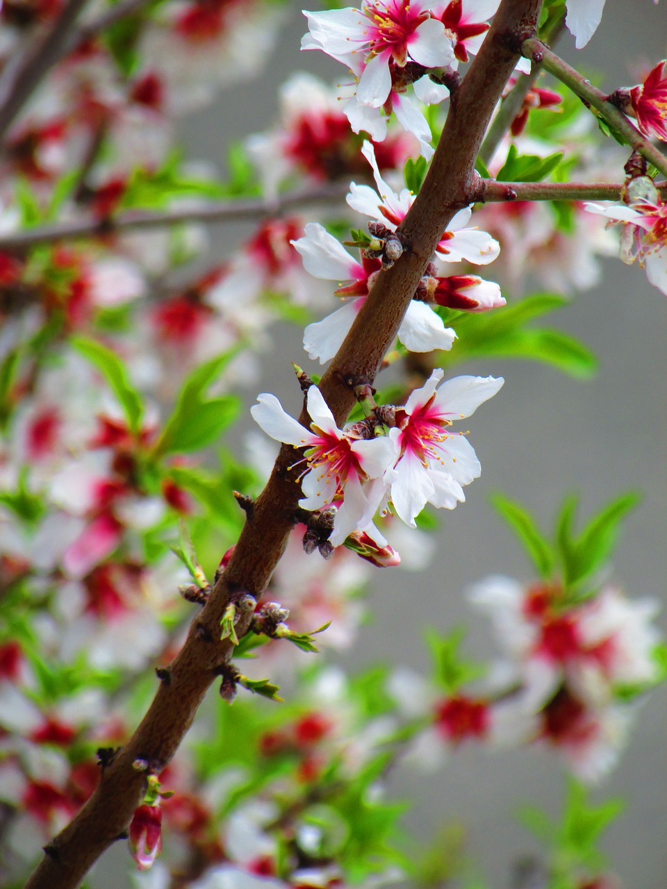 flower plant branch free photo