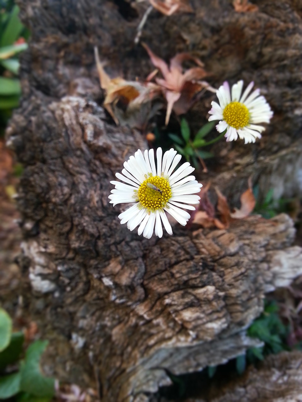 flower white floral free photo