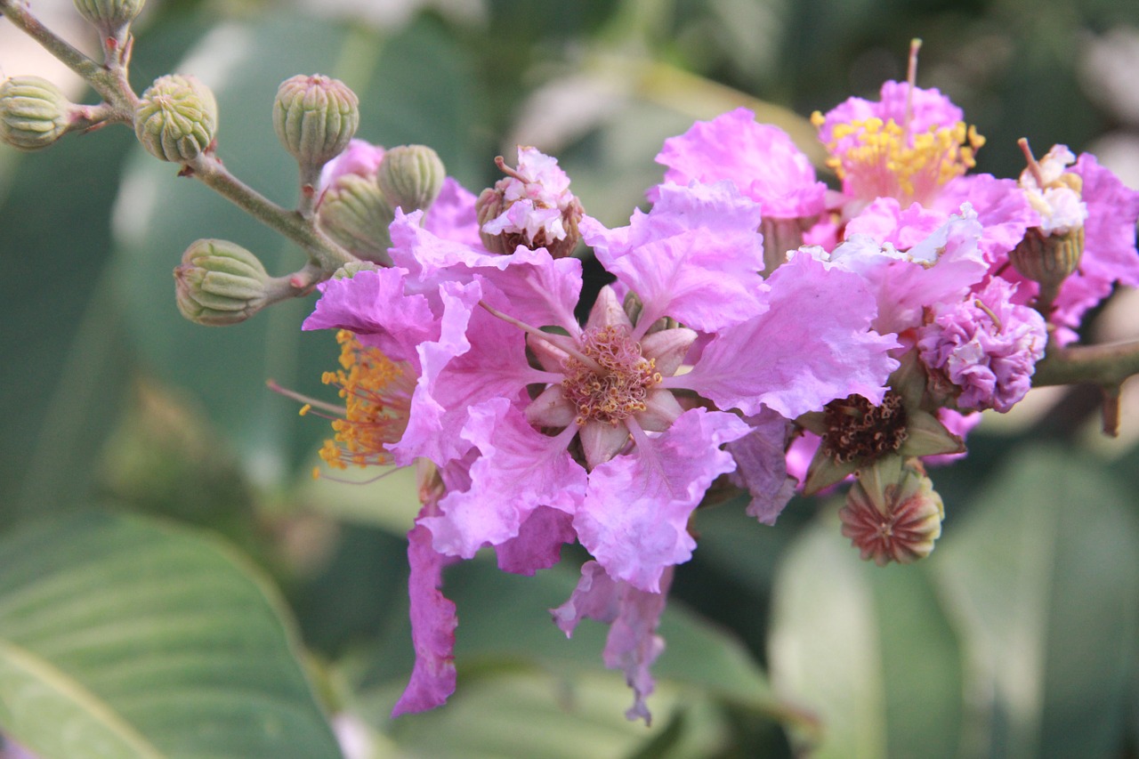 flower pink park free photo