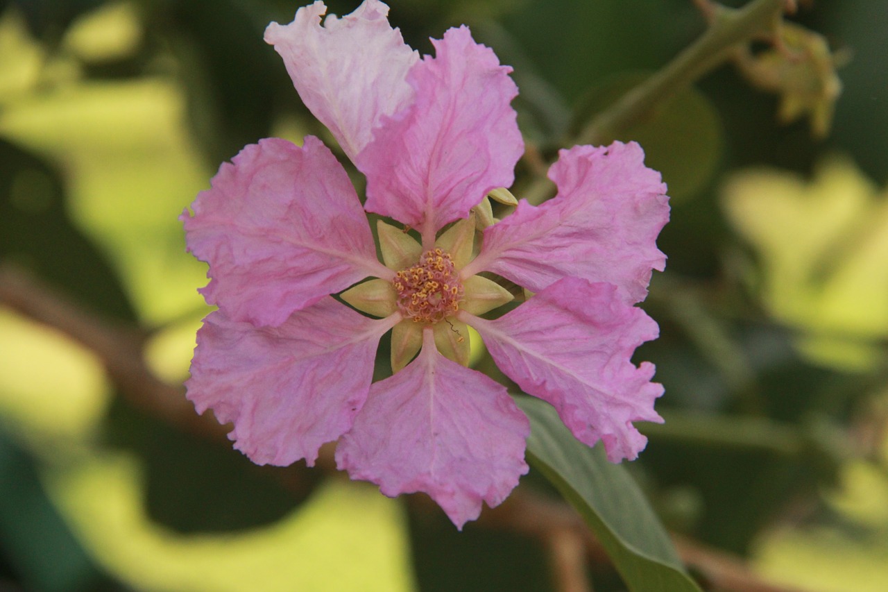 flower pink green free photo