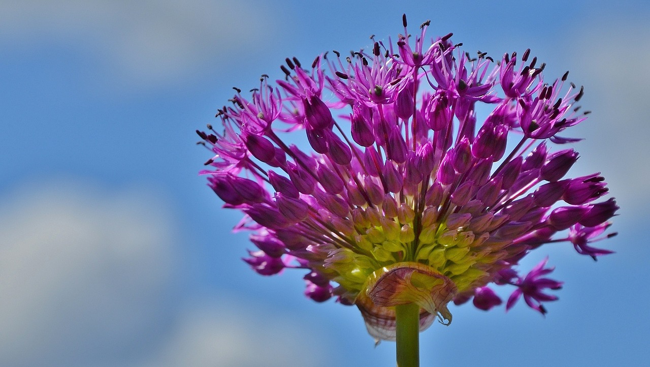 flower natural nature free photo