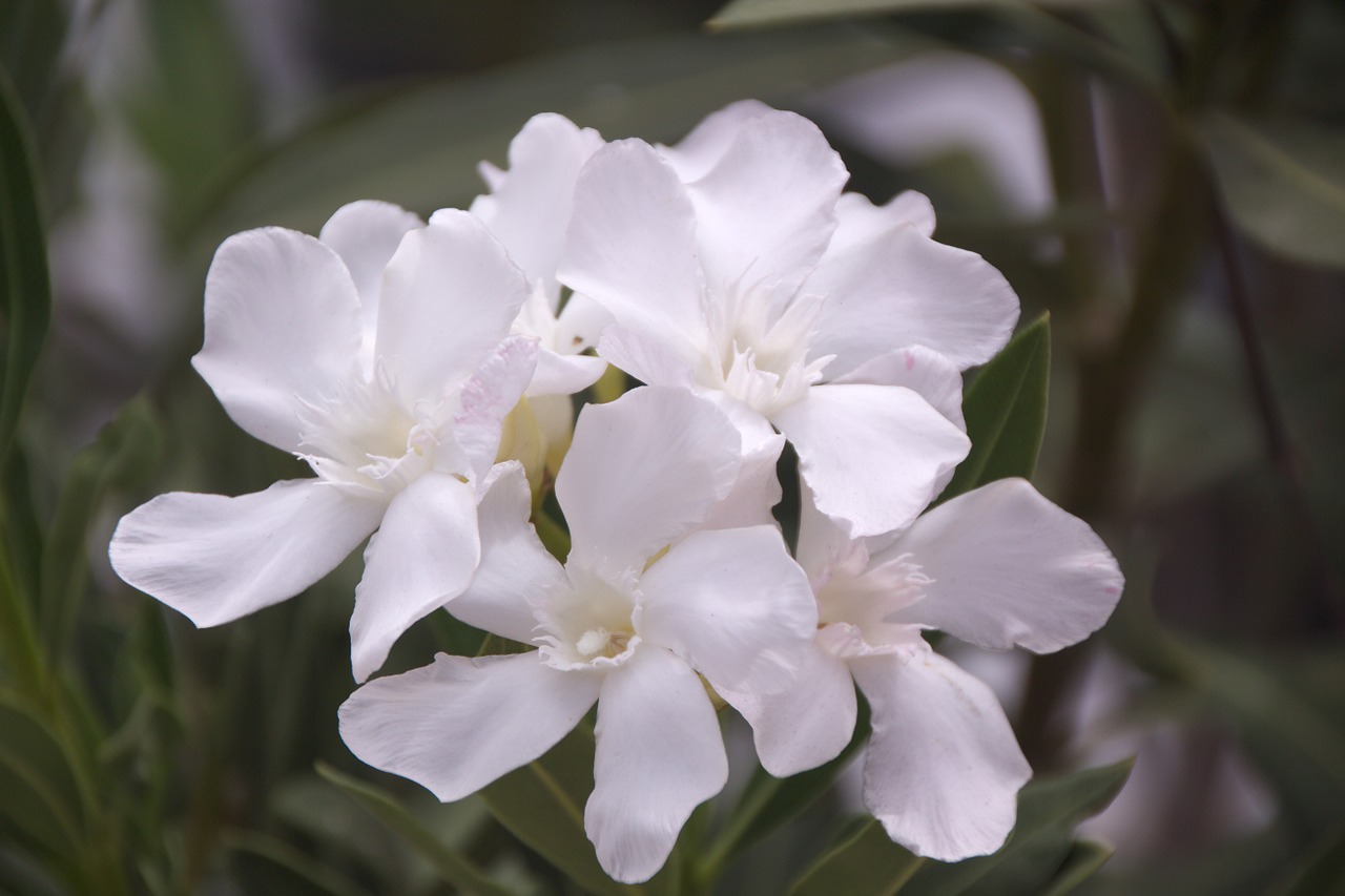 flower white garden free photo