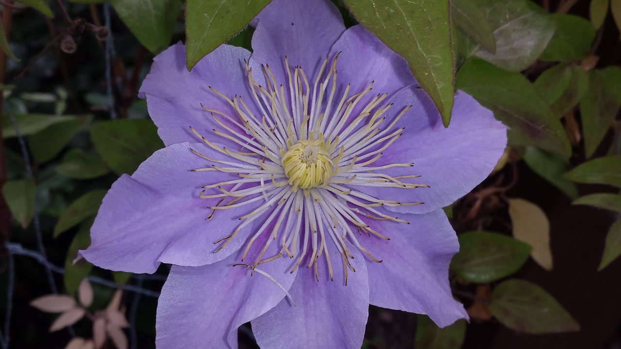 flower purple flower purple free photo