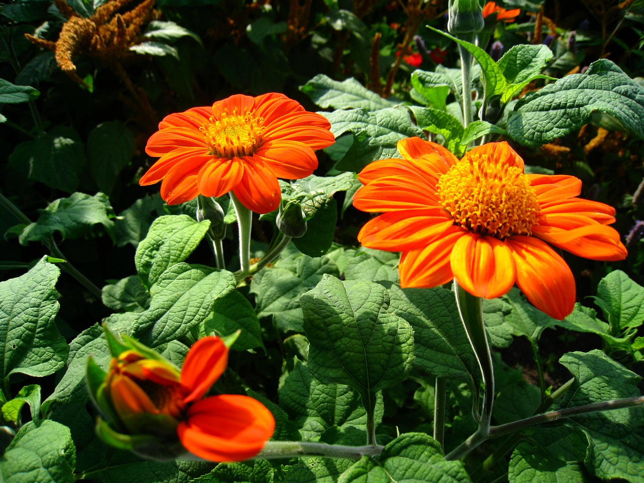 flower zinnia orange free photo