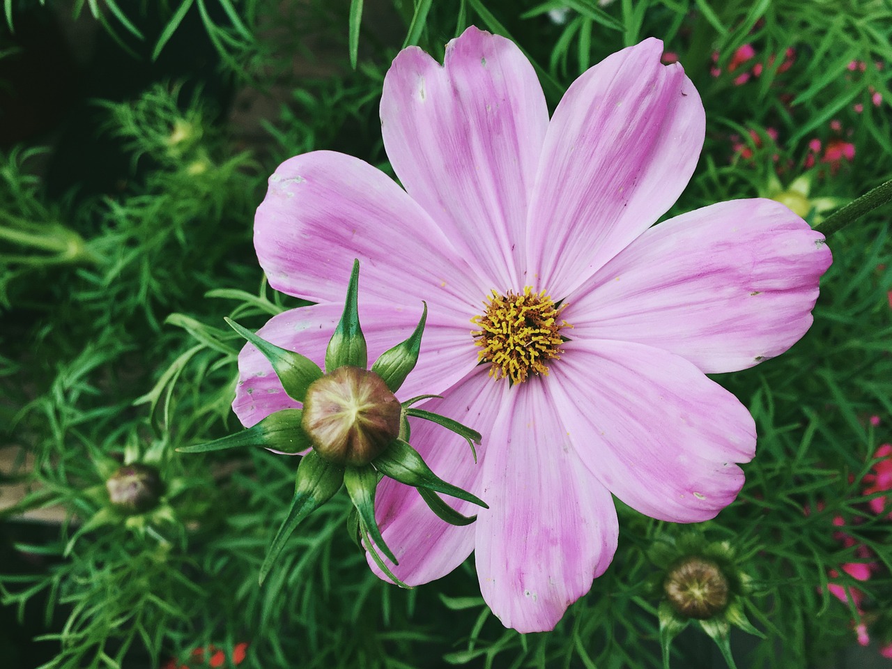 flower blooming blossom free photo