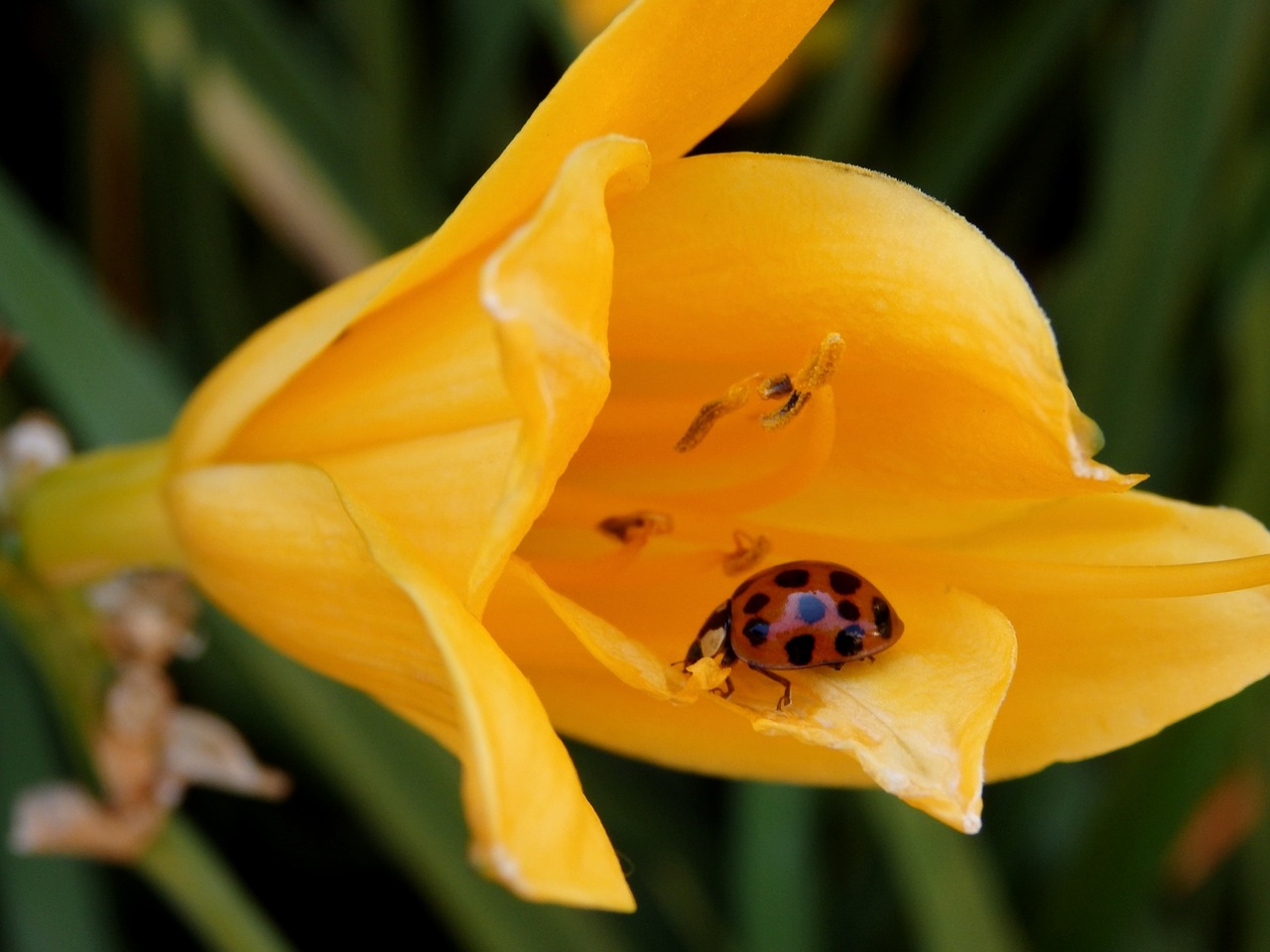 flower ladybug beetle free photo