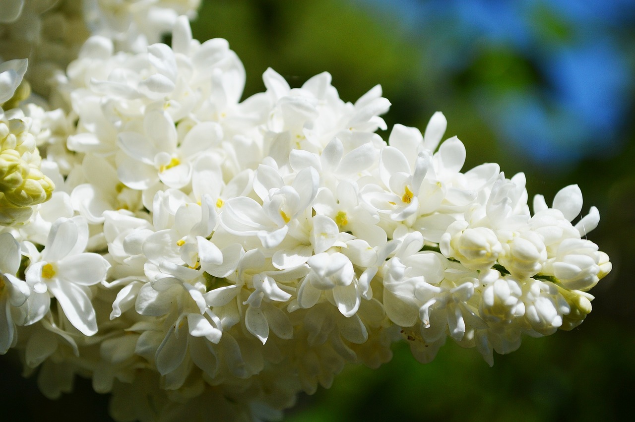 flower white flower organ free photo