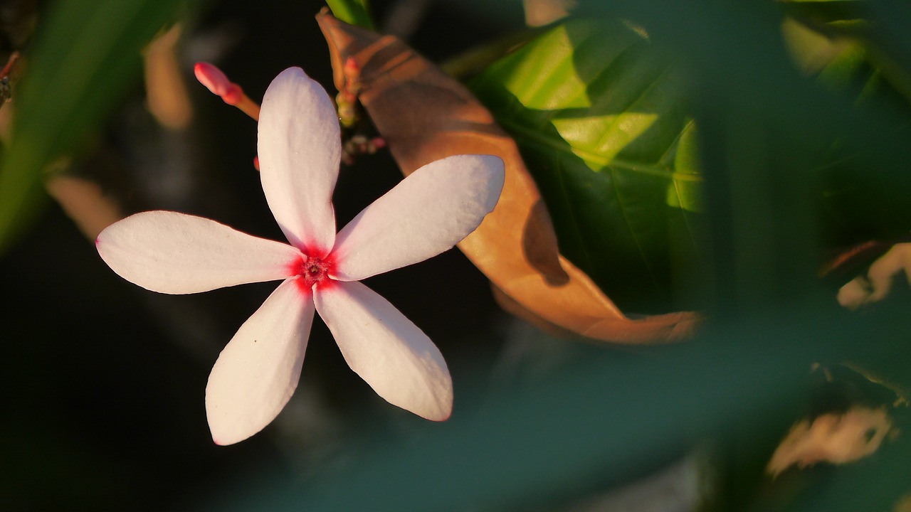 flower tropical plant free photo