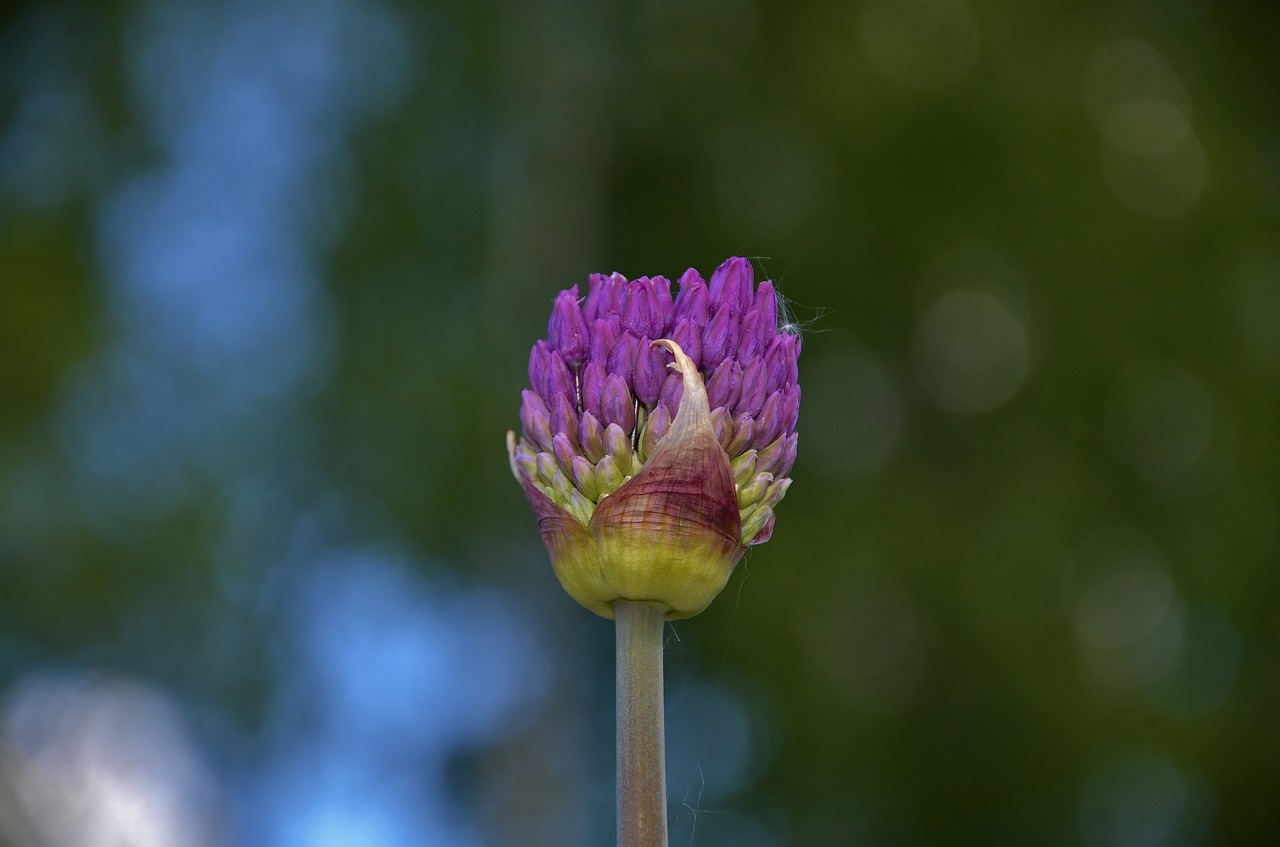 flower natural nature free photo