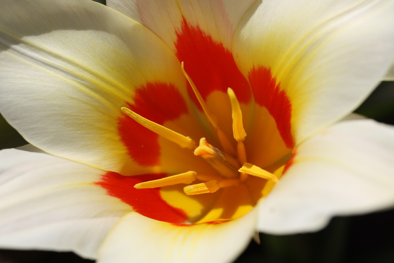 blossom bloom flower tulip free photo