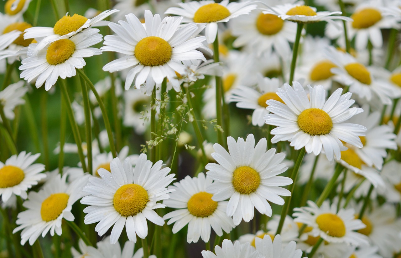 flower daisy nature free photo