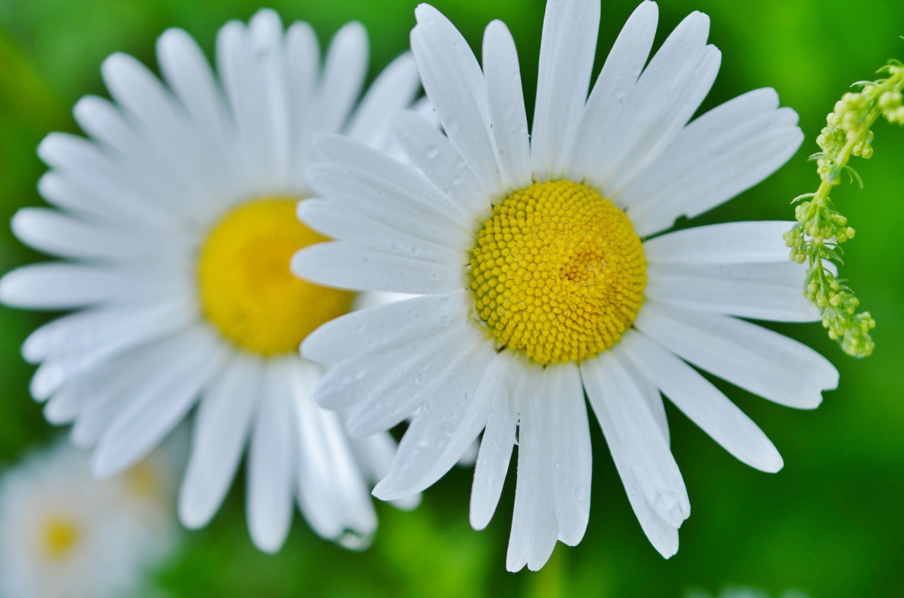 flower daisy nature free photo